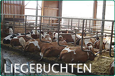 Rinderstall Liegebuchten