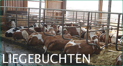 Rinderstall Liegebuchten