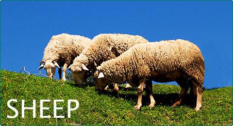 Hau Sheepfold Solutions